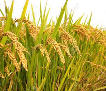 Rice production increases despite decline in cultivated area in Nepal