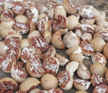 Betel Nut import quota opened after four months of persistent lobbying